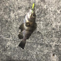 アナゴ狙いつつメバリング