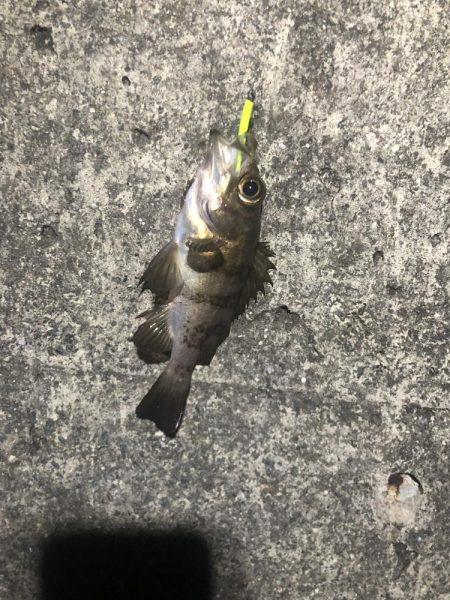 アナゴ狙いつつメバリング