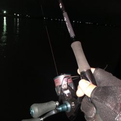 またまたヤリイカ