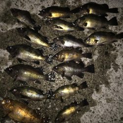 アジ・・・居ない。