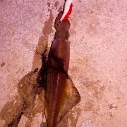 ヤリイカ開幕⁉️