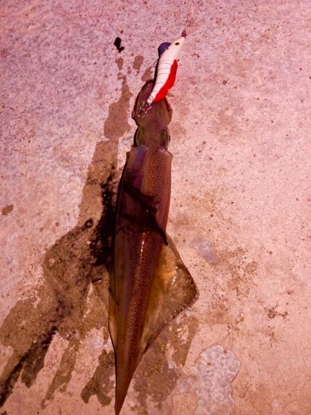 ヤリイカ開幕⁉️