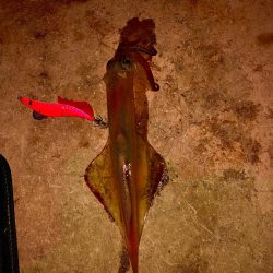 今日もヤリイカ