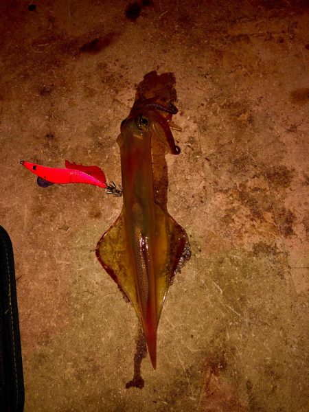 今日もヤリイカ