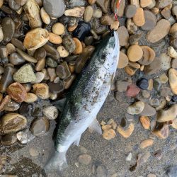 2022年サクラマス　ワイルドボーイ28g  ジグミノー