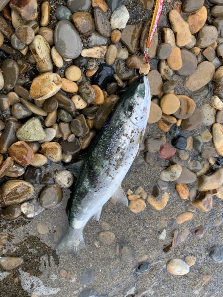 2022年サクラマス　ワイルドボーイ28g…