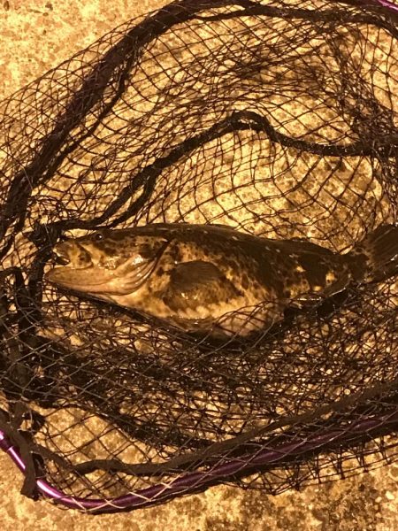 タケノコメバル初めて