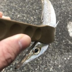 朝マズメのカマス釣り