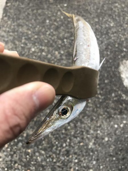 朝マズメのカマス釣り