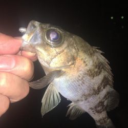 たかたか釣り日記〜メバル編〜
