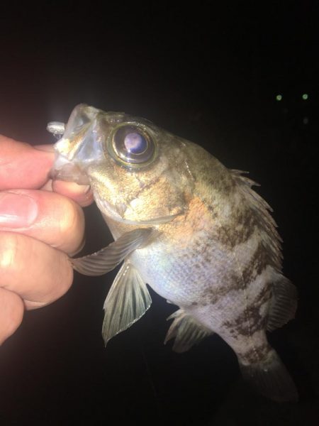 たかたか釣り日記〜メバル編〜
