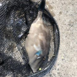 やっぱりカワハギを釣りたくて！