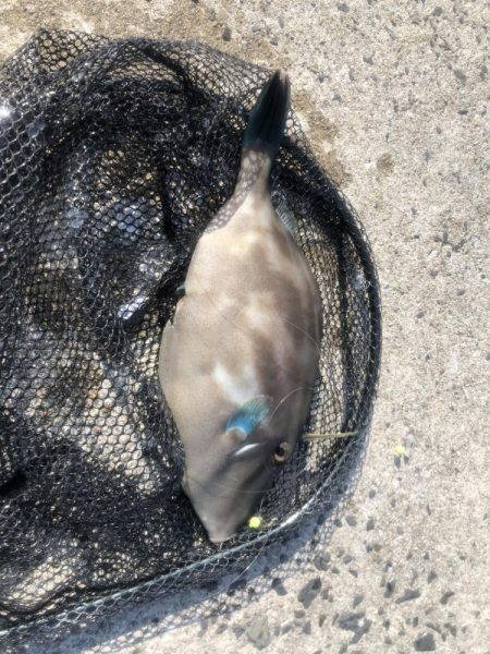 やっぱりカワハギを釣りたくて！