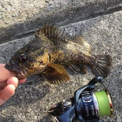 新年第一号はタケノコメバル