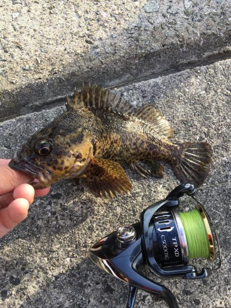 新年第一号はタケノコメバル