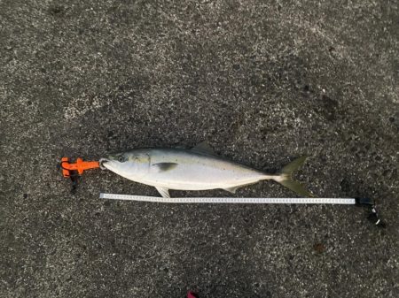 魚の影が薄〜くなってきた感じ（泣）