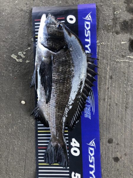 イチノ兄弟、釣果！