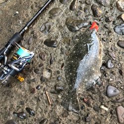 ヒラメが食べたくて