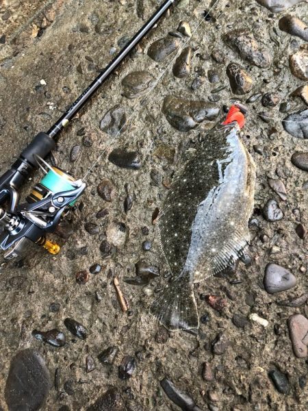 ヒラメが食べたくて