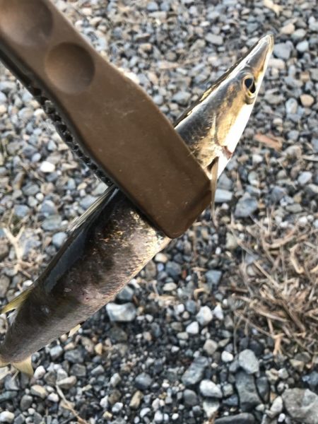 続、朝マズメのカマス釣り