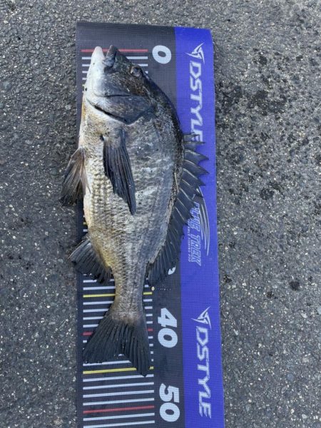 イチノ兄弟、釣果！