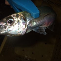 釣り始めライトゲーム