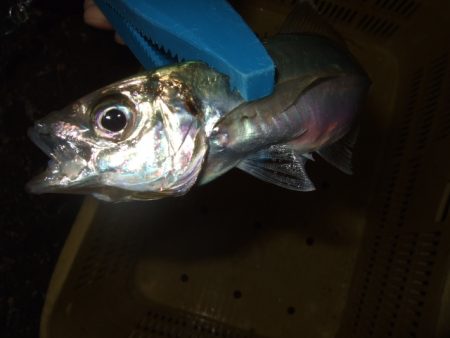 釣り始めライトゲーム