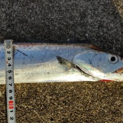 おせちの刺身ゲット！