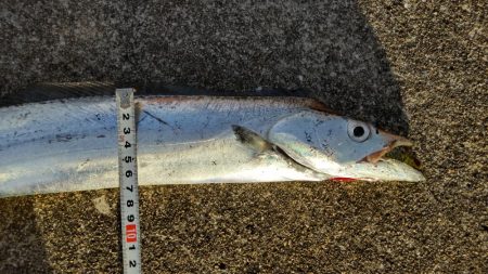 おせちの刺身ゲット！