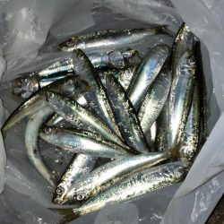 久しぶりのサビキ