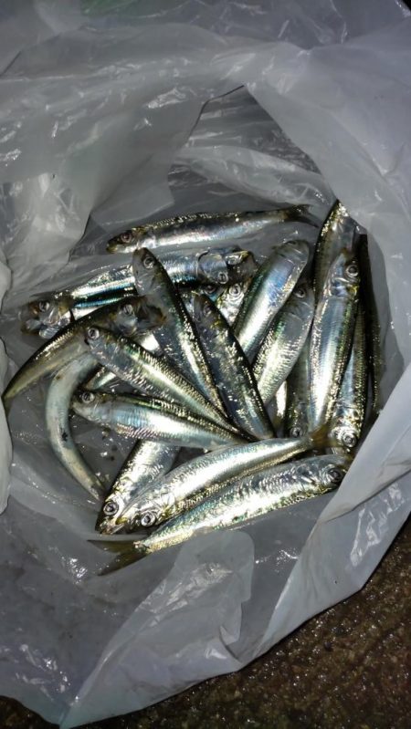 久しぶりのサビキ