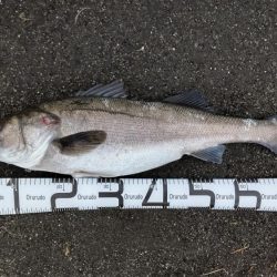 コノシロパターン