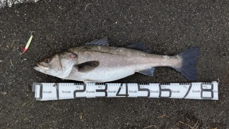 コノシロパターン