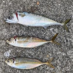 尺アジつれたよ!