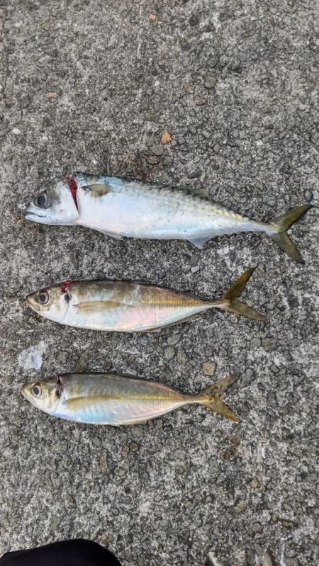 尺アジつれたよ！