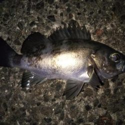 久しぶりの20cmオーバー