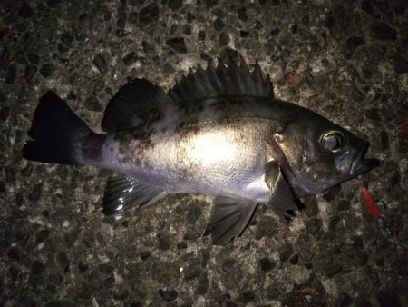 久しぶりの20cmオーバー