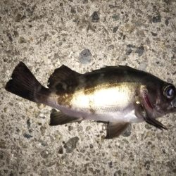 クリア レッドFlk.カラー大当たり