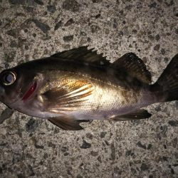 月明かりが邪魔?