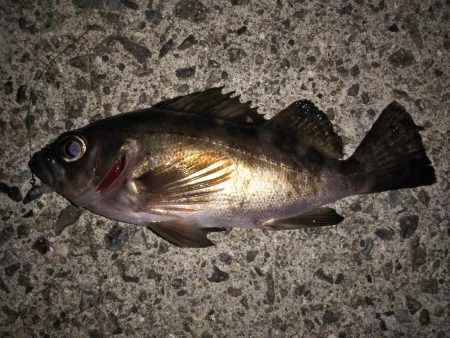 月明かりが邪魔？