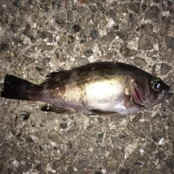 釣りは難しい・・・