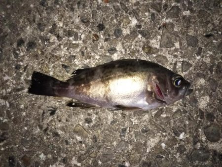 釣りは難しい・・・