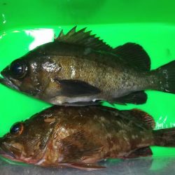 ボトムべったり