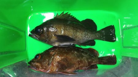 ボトムべったり