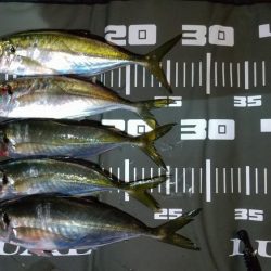 中層ゆっくり巻き