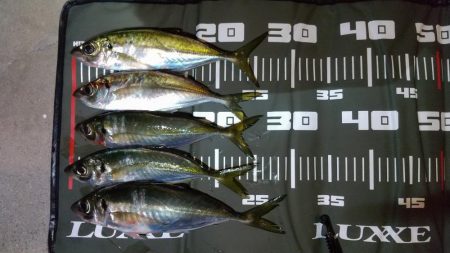 中層ゆっくり巻き