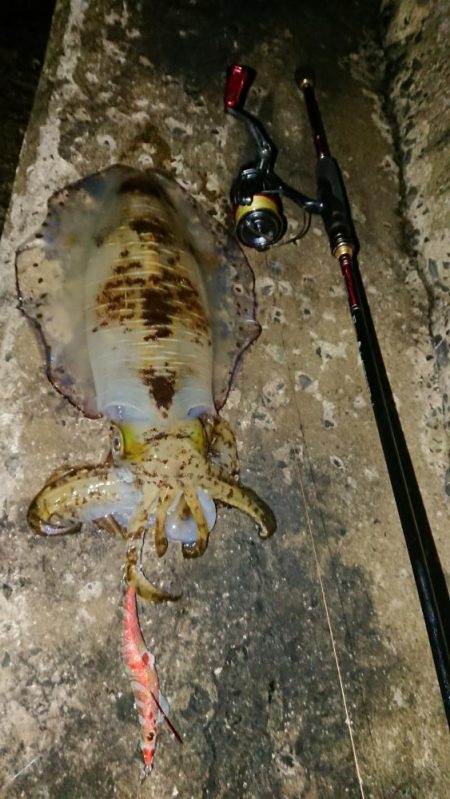 対馬エギング釣果…③