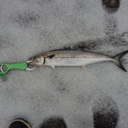 昨日からサゴシ釣れてます