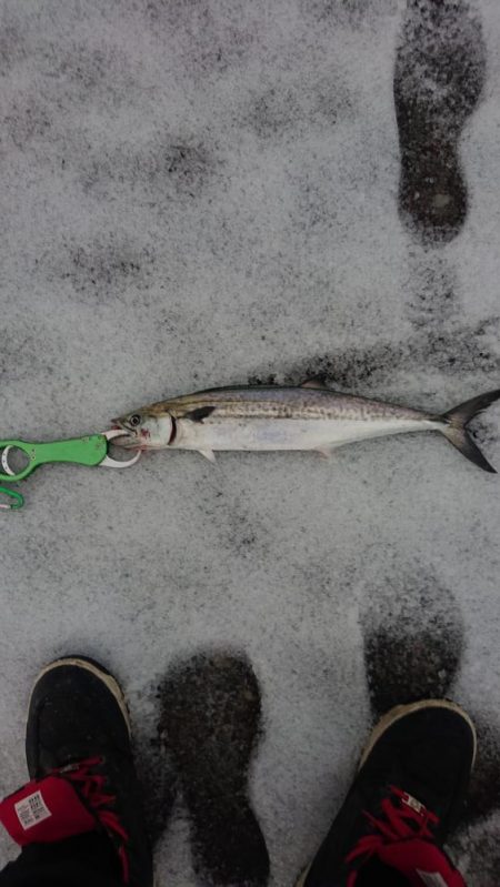 昨日からサゴシ釣れてます
