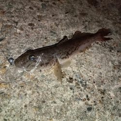 ☆年明け初釣行☆